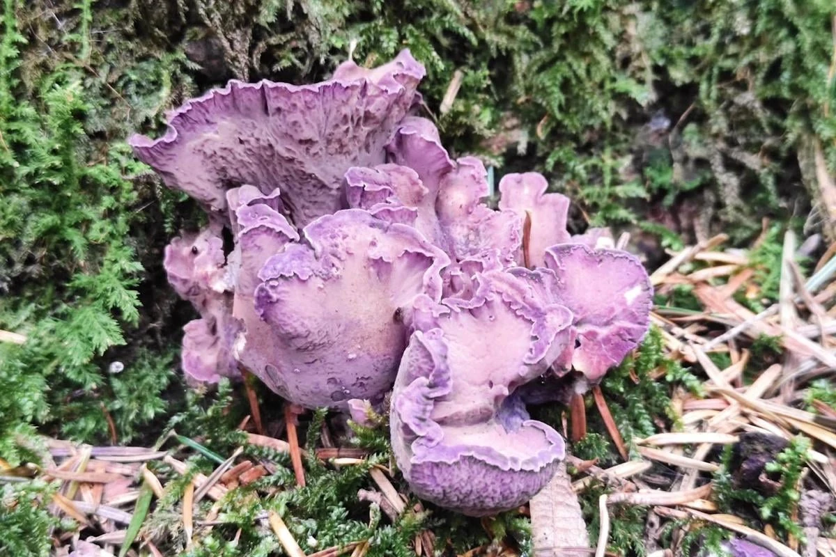 Гриб Свиняче вухо (Gomphus clavatus) лілово-пурпурового забарвлення із зморшкуватими складками та короткою щільною ніжкою